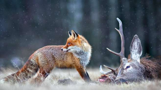 Die Top-Shots 2017  jetzt die Gewinner des Fotowettbewerbs ansehen!